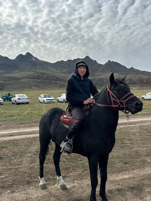 Продается жеребец 3летка