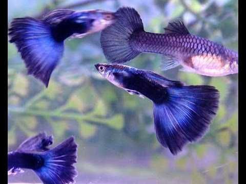 Гуппи Синяя Москва.