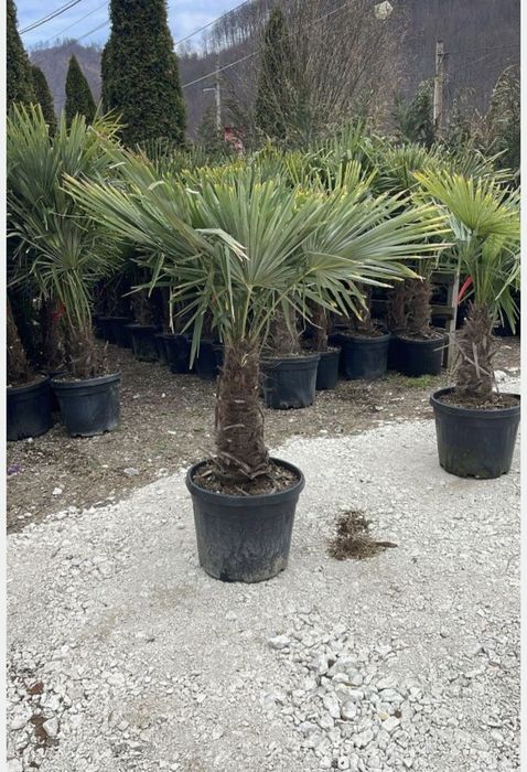 Leylandii 150-200 cm \ Gard viu