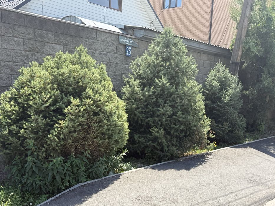 Продам голубую ель