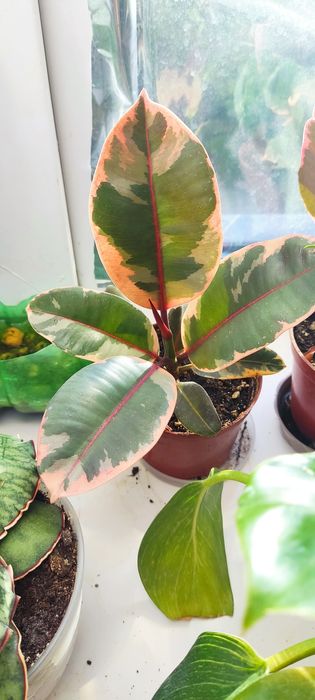 Продам комнатные цветы