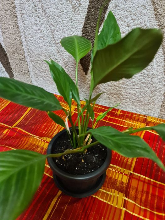 Продам Комнатные цветы