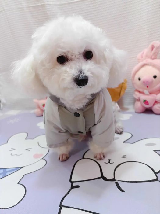 Комбинезон для собаки