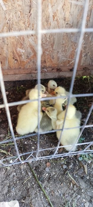 Продам маленьких гусят