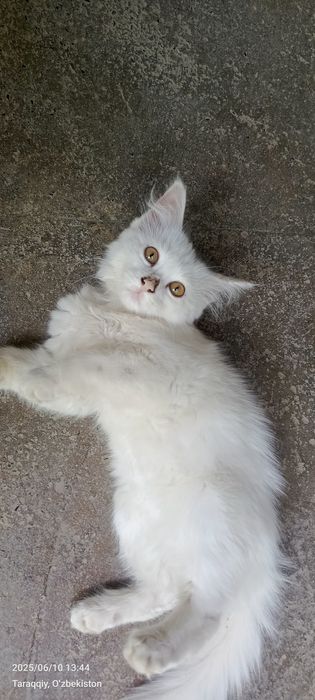 Mushukdan sperma oqib chiqmoqda