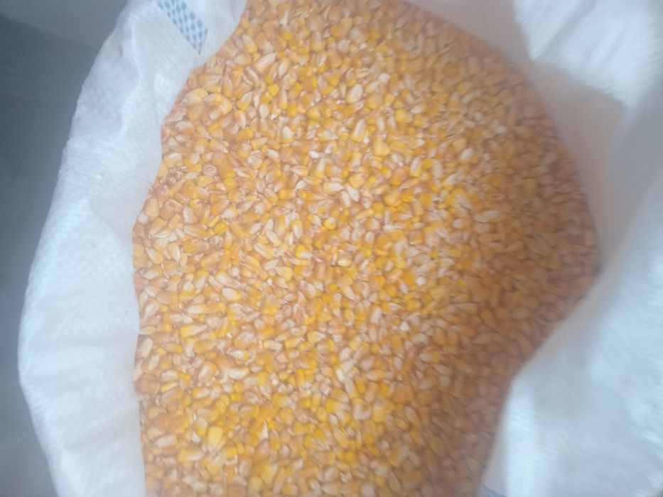 Porumb și grîu ,la saci de 40 kg 65 lei .