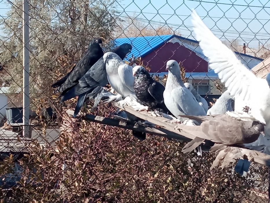 Голуби разных пород