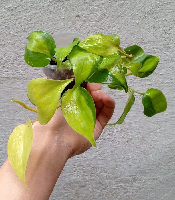 Филодендрон Бразил. Цветы для дома и офиса