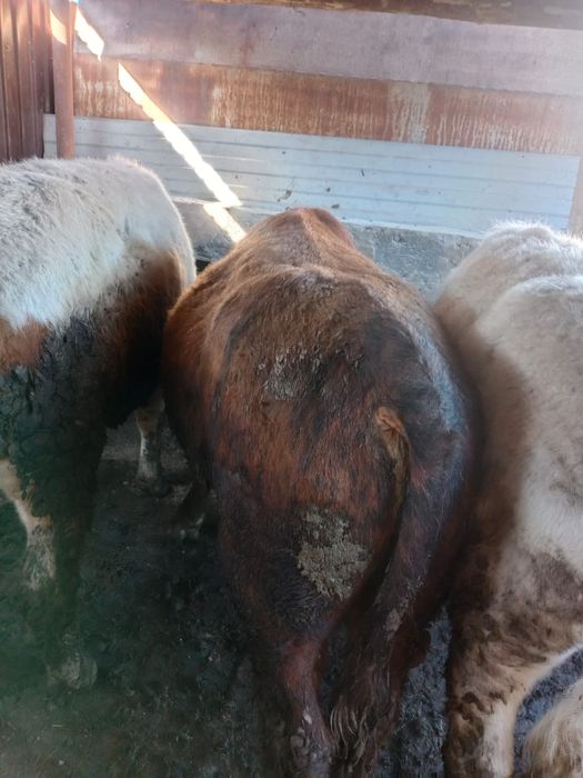 Продам упитанных бычков