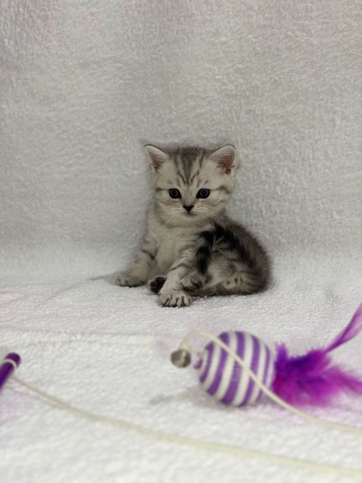 Продается котенок (мальчик)