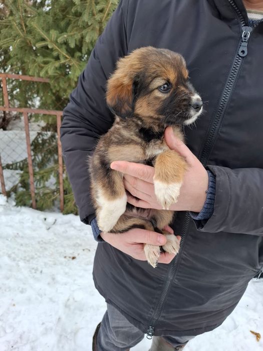 Отдам щенков в хорошие руки