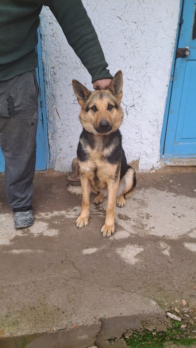 Немецкая овчарка