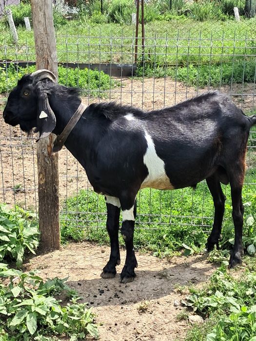 Țapi Anglonubieni