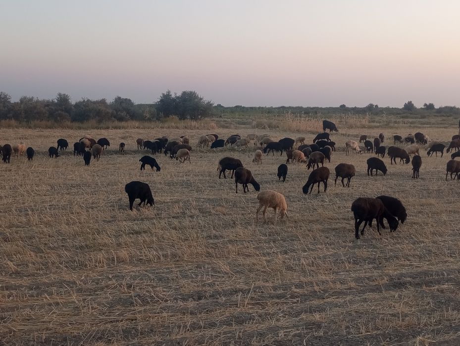 Ona bola quyla sotiladi