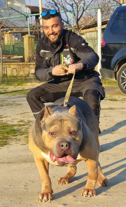 Американско Були Хл American bully Xl ABKC