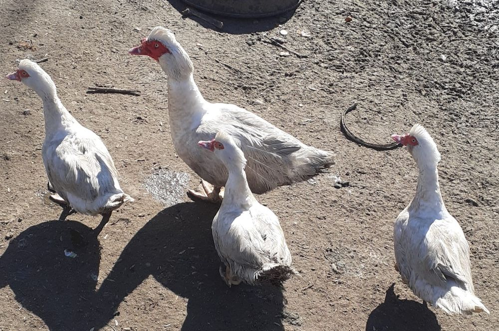 Индаутка сатылады