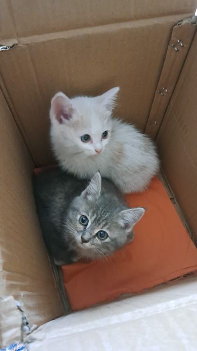 Отдам котят-девочек любящим хозяевам