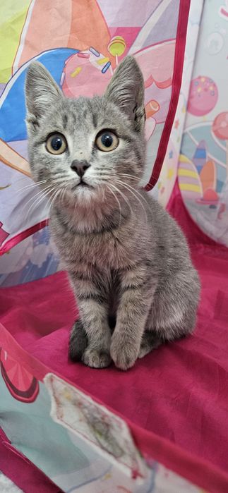 Бесплатно отдам Котенка