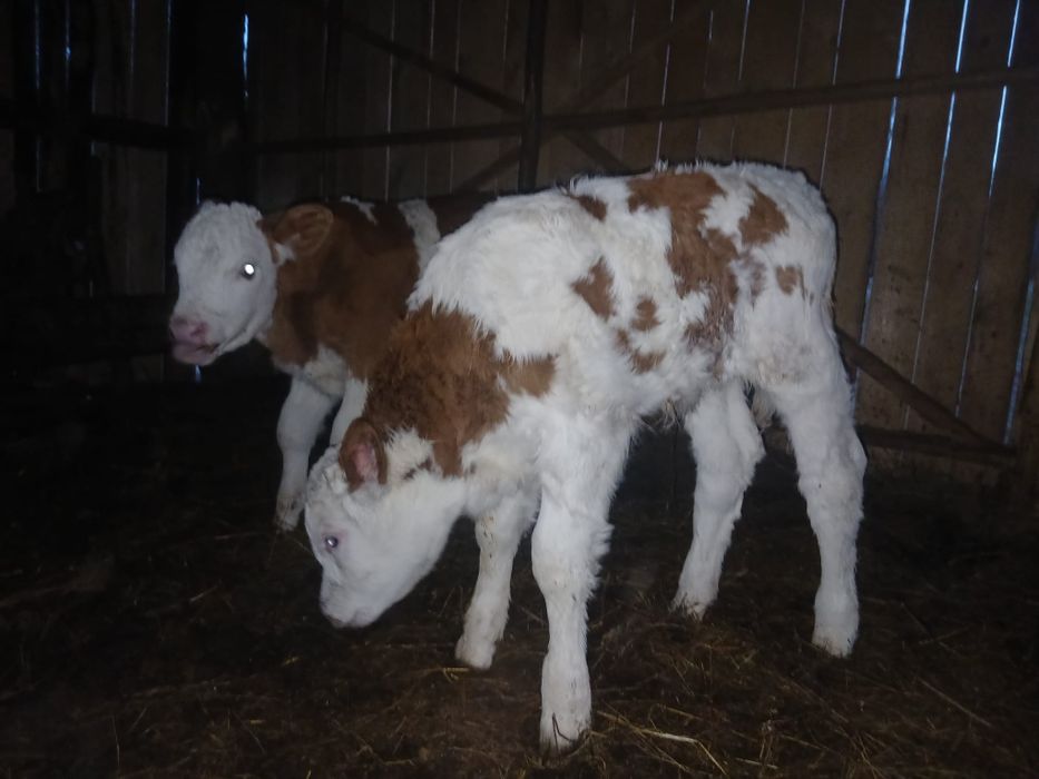 Vând vaci cu viței