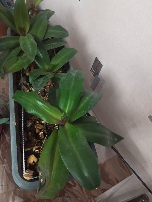 Комнатные цветы ,Рио,некапризные