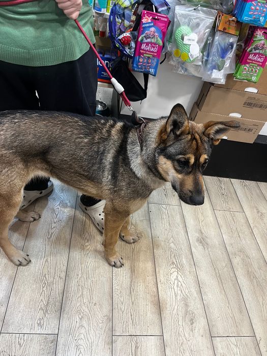 Красотка Альфа ищет дом.