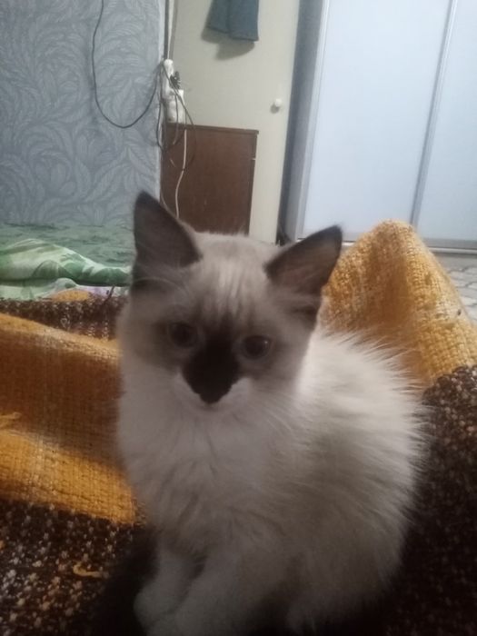 Отдам в надёжные руки котят. Две девочки