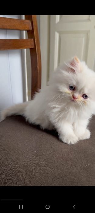 Skotish strayt qiz mushuK