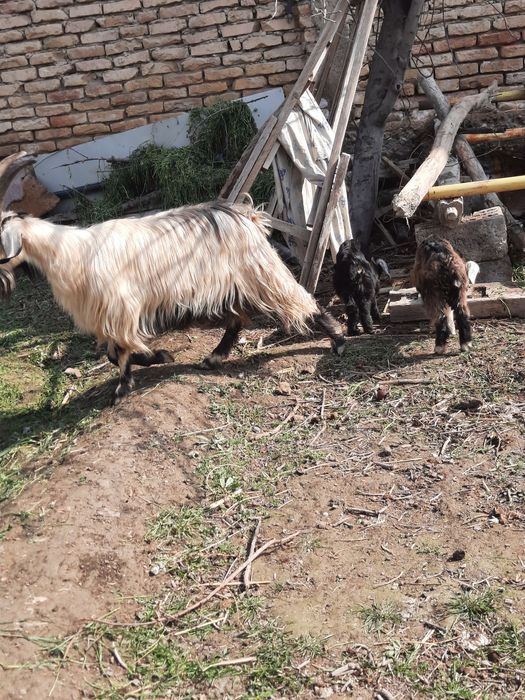 Egiz tuqqan echki sotiladi