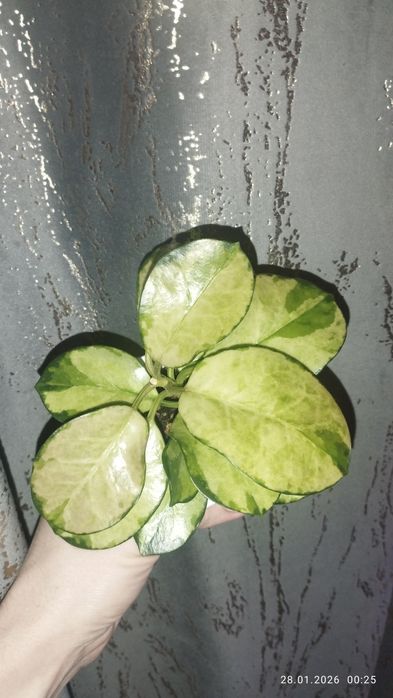 Продается Шикарный Хойя Австрализ Лиза