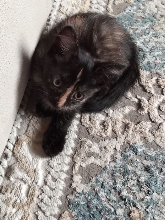 Котенок бесплатно