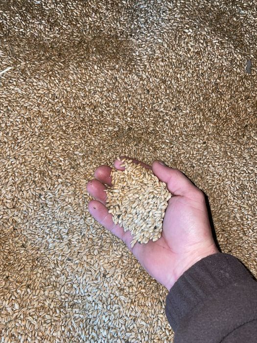 Grâu productie 2025