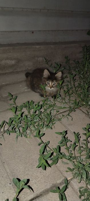 Бесплатно двухмесячный котёнок девушка.