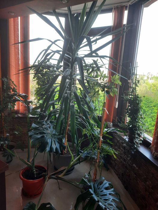 Vand plante de apartament