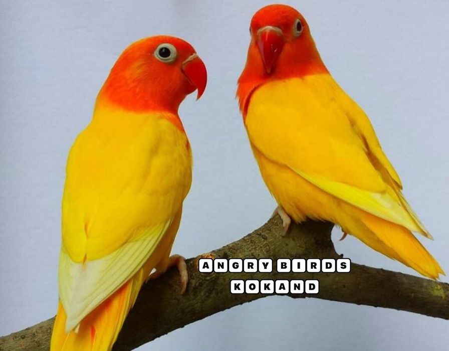 Неразлучка лутин пара сотилади