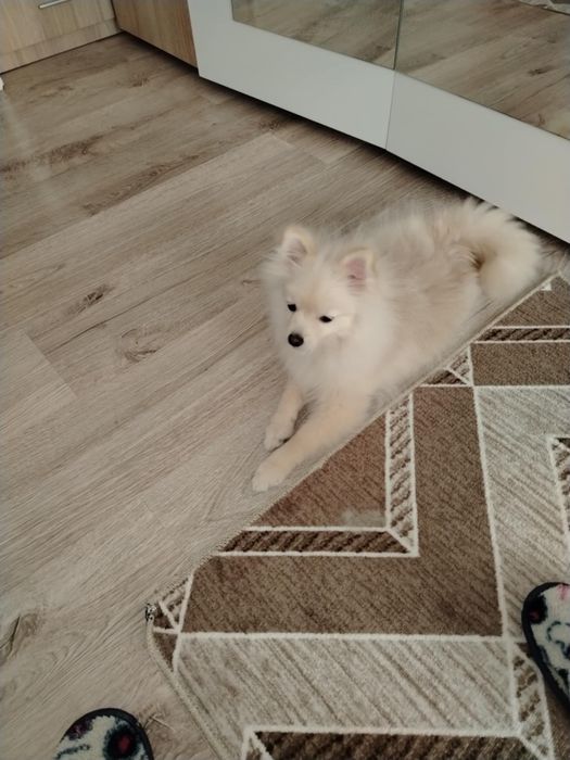 Продавам померан мъжки