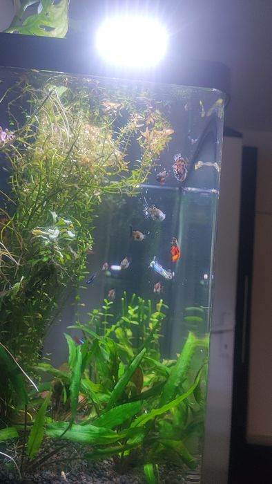 Pești guppy crescuți sănătoși