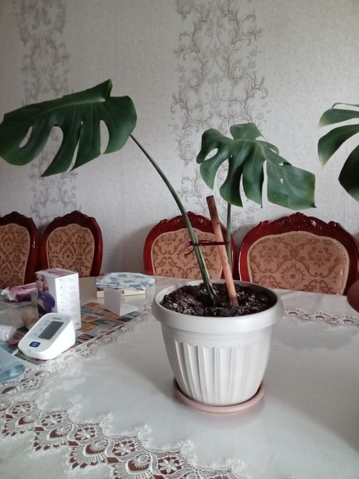 Цветок Монстра комнатные