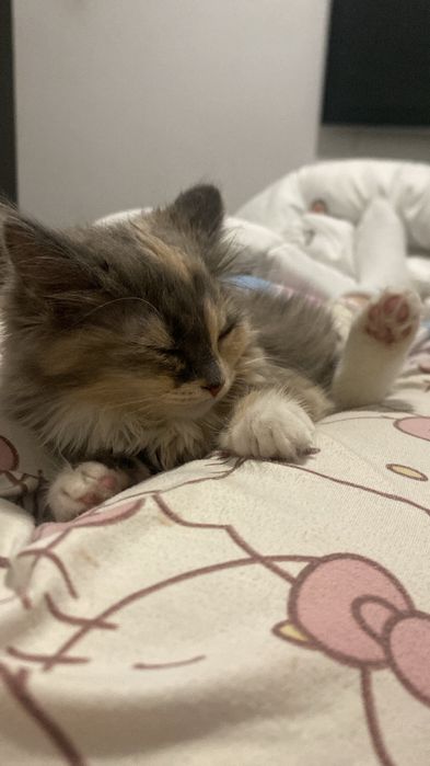 котёнок в хорошие руки