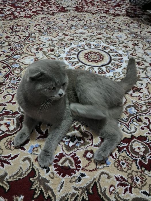 Aqqilli va muloyim mushuk