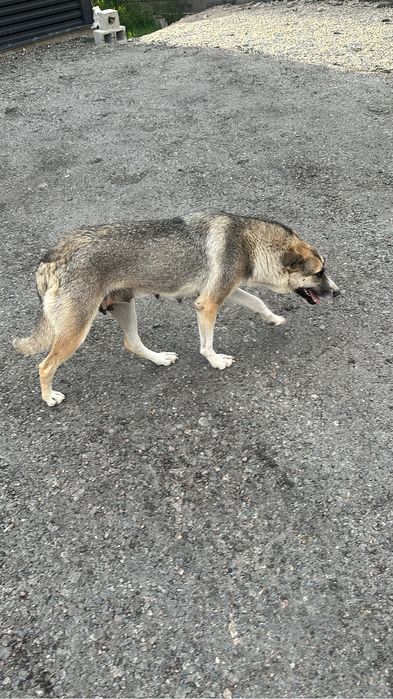 Отдам щенков в добрые руки