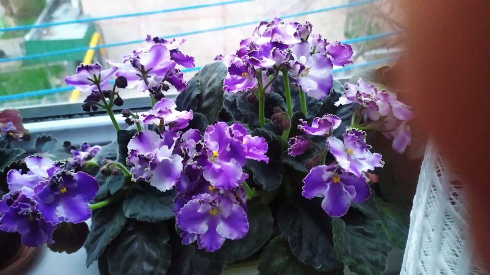 Фиалки сортовые .                .