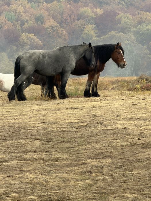 Iapa  Cal rasa Belgian cu Pedigree gestante