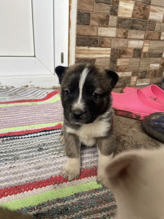 Cățeluși pentru adopție