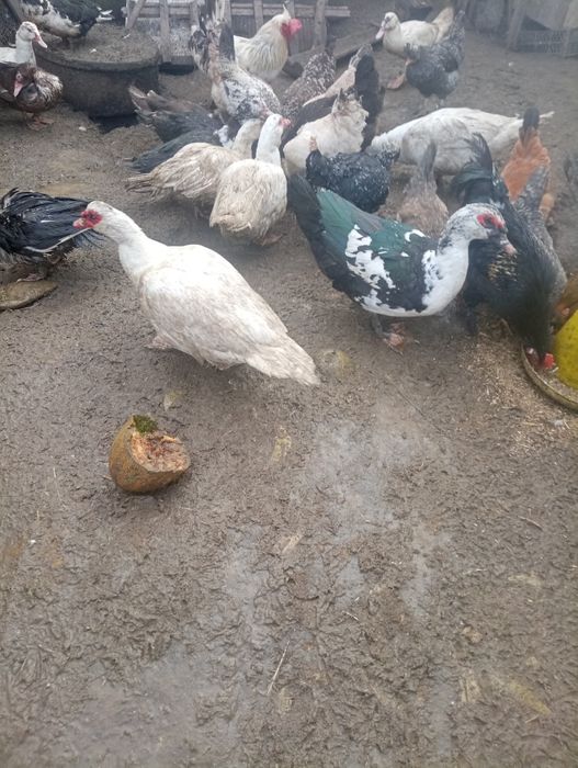 Продам индоуток семья и утки девочки