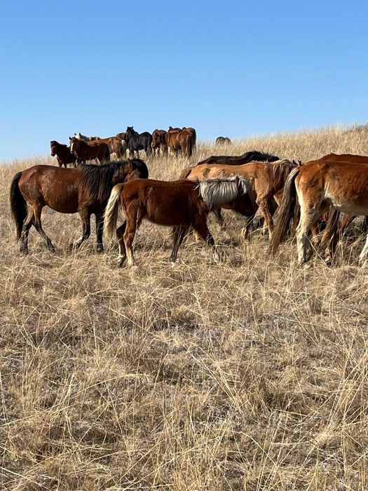 Жабагы сатамыз оптом