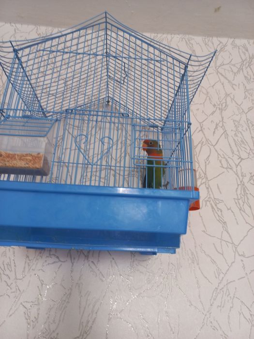 Продам не разлучника