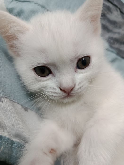 Скоттиш Страйт девочка