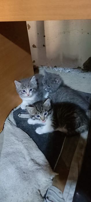 Отдам бесплатно!