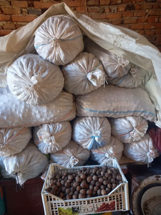 Vind nucă în coajă, 2025