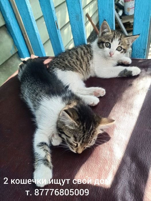 Красивый котёнок